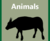 Products-Animals-512x423.png