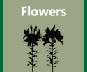 Products-Flowers-512x512-512x423.png