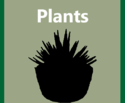 Products-Plants-512x512-512x423.png